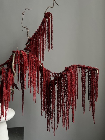 Амарант стабилизированный красный