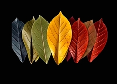 Силиконовый вайнер 