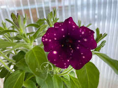 Петуния Splash Dance Magenta mambo