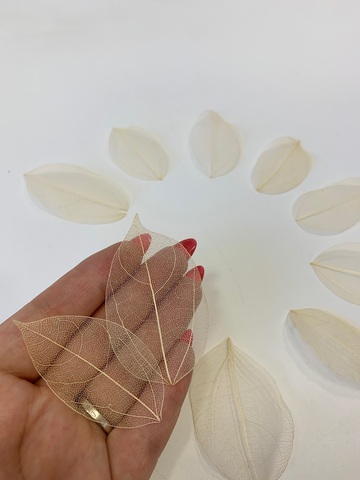 Скелетированные листья – купить по лучшей цене в самом крупном магазине ...