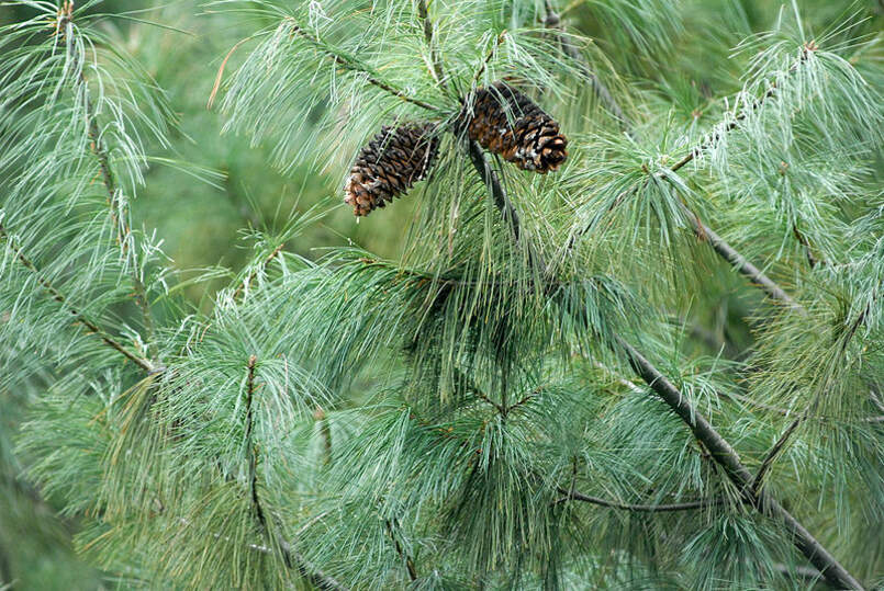 Семена Сосна Арманда pinus armandii