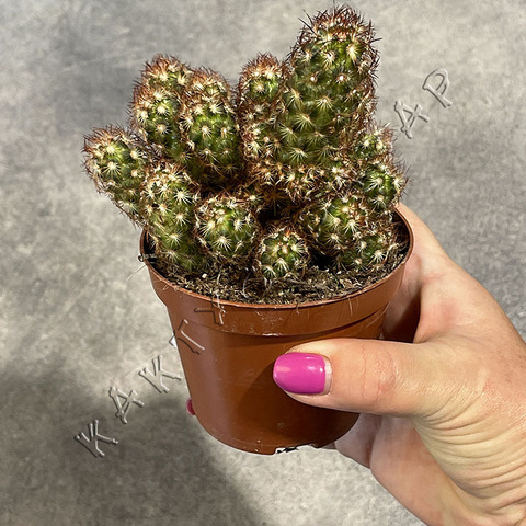 Маммиллярия Элонгата Рубра d9