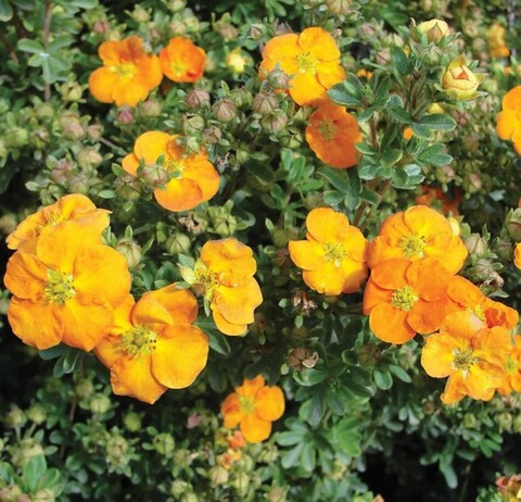 Лапчатка Мандарин Танго