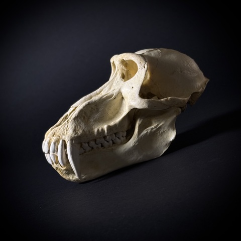 Череп бабуина из пластика