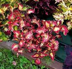 Его величество LO колеус