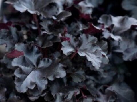 Гейхера Black Pearl (Блэк Перл)