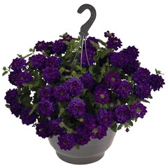 1512 Вербена EMPRESS SUN VIOLET (ВЕСНА 2025)