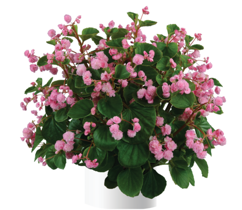1276 Бегония PASO DOBLE CANDY PINK (ВЕСНА 2025)