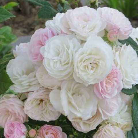 Букет Парфе (Bouquet Parfait)