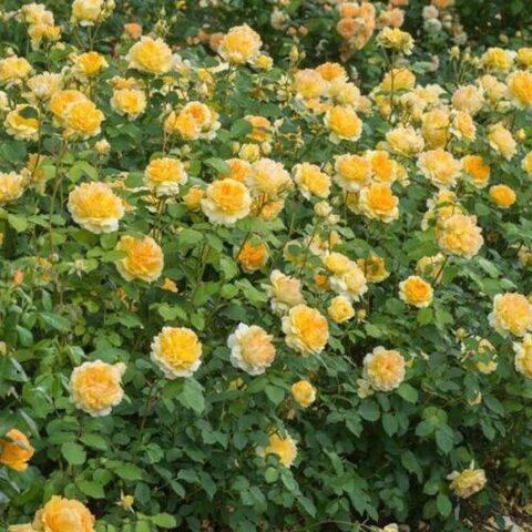 Молинью (Molineux)