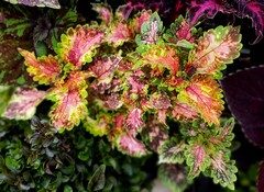 Эскимо UO колеус