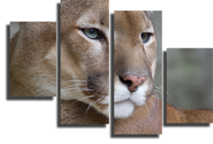 Модульная картина "Пума"