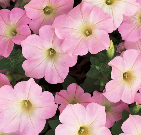 S6054 Петуния кустовая Grandiflora Dreams Appleblossom 10шт.
