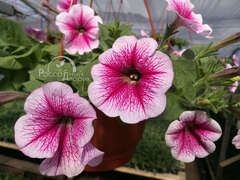 Петуния ампельная Opera светло-розовая с малиновыми прожилками