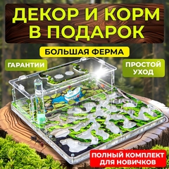 муравьиная ферма