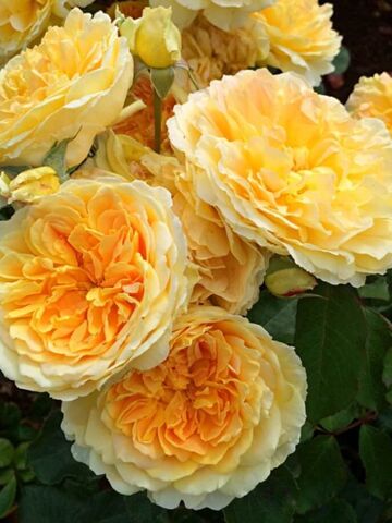 Молинью (Molineux)