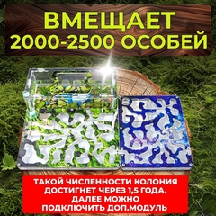 муравьиная ферма