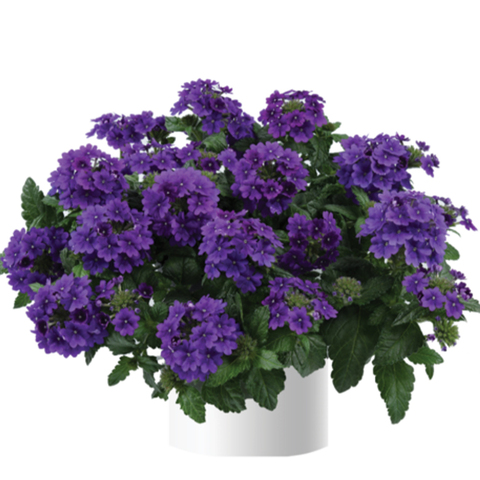 1568 Вербена VANESSA PURPLE (ВЕСНА 2025)