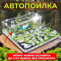муравьиная ферма