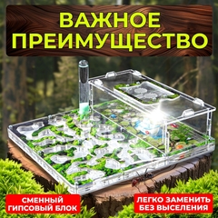 муравьиная ферма