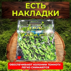 муравьиная ферма