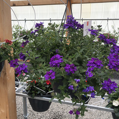 1512 Вербена EMPRESS SUN VIOLET (ВЕСНА 2025)