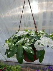 Катарантус ампельный белый в кашпо