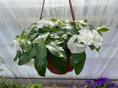 Катарантус ампельный белый в кашпо