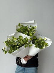 Охапка хелеборуса в зеленом оттенке 5 шт