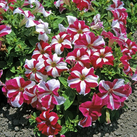 S57158 Петуния ампельная Donna Star Rose & White 5 шт.