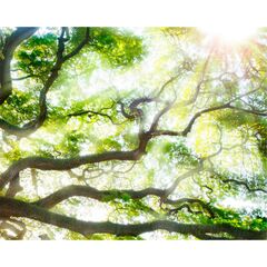 Панель потолочная ПВХ Novita 3D Лесная свежесть