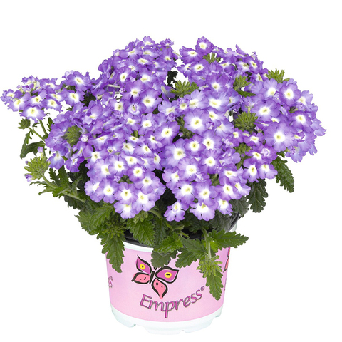 1580 Вербена EMPRESS FLAIR BLUE CHARME (ВЕСНА 2025)