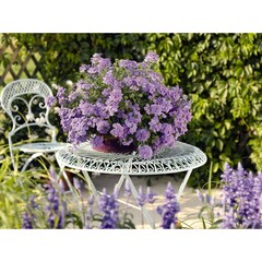1506 Вербена EMPRESS FLAIR LAVENDER BLUE (ВЕСНА 2025)