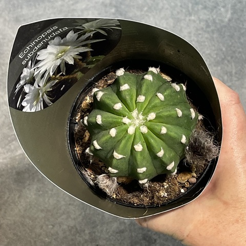 Эхинопсис Субденудата d10