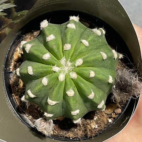 Эхинопсис Субденудата d10