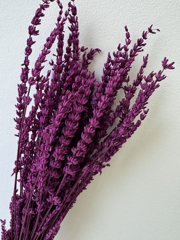 Лаванда стабилизированная Фуксия