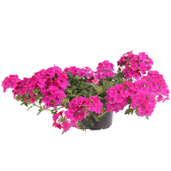 1529 Вербена MAGELANA HOT ROSE            (ВЕСНА 2025)