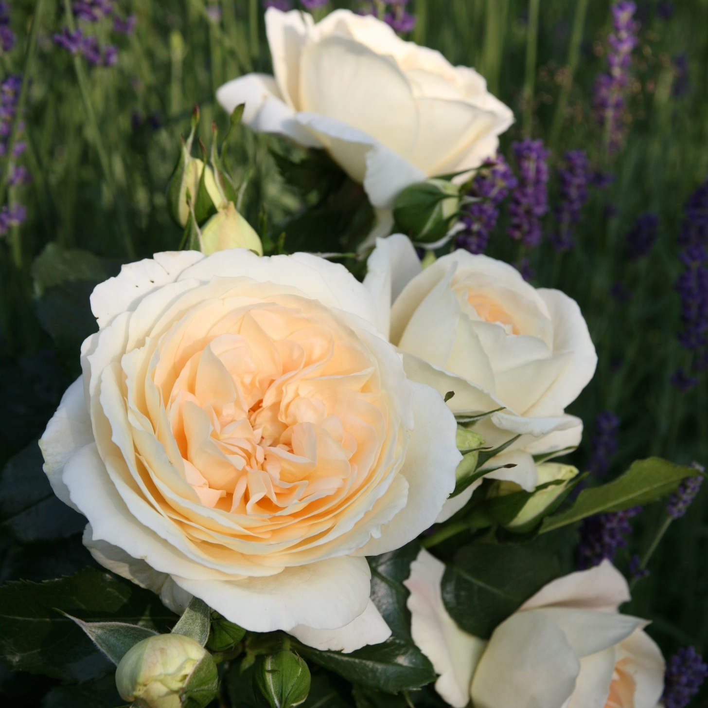 Роза Тантау Marie Antoinette