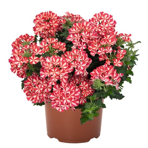 1581 Вербена EMPRESS FLAIR RED (ВЕСНА 2025)