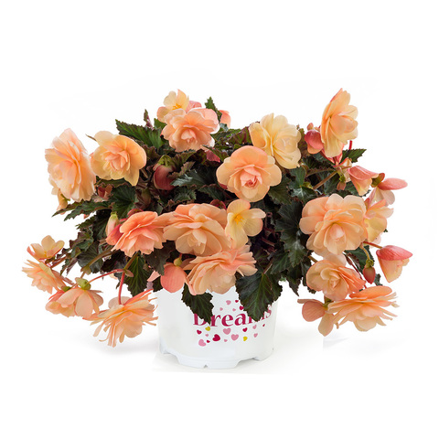 1209 Бегония FRAGRANT FALLS PEACH (ВЕСНА 2025)