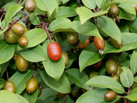 Лох многоцветковый (гуми)