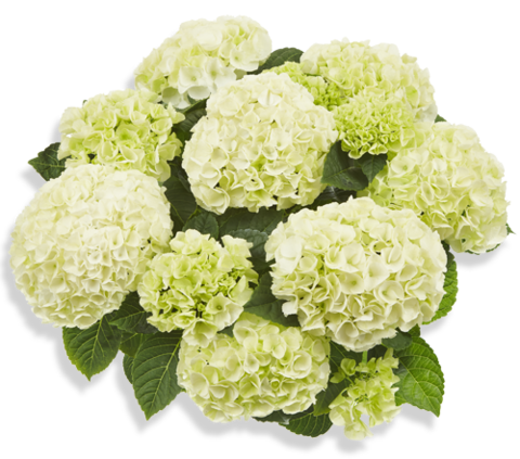 Гортензия крупнолистная (Macrophylla) Saxon Bright White 6 шт.