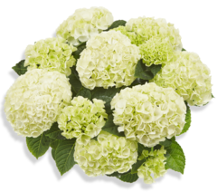 Гортензия крупнолистная (Macrophylla) Saxon Bright White 6 шт.