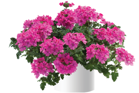 1557 Вербена VANESSA COM. DEEP PINK (ВЕСНА 2025)