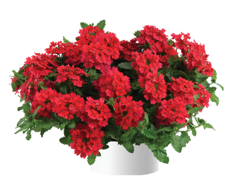 1569 Вербена VANESSA RED (ВЕСНА 2025)