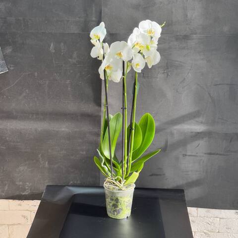 Орхидея Фаленопсис белая