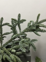 Ветка Нобилис 1 ветка