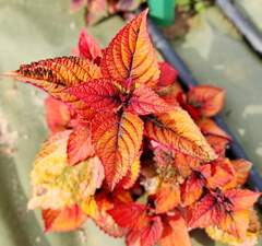 Amazonia Тай колеус КСР