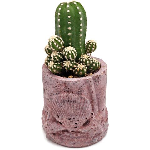 Живой Кактус Эхинопсис