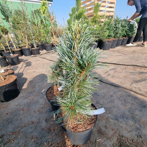 Сосна мелкоцветковая Блауэр Энжел |Pinus parviflora Blauer Enge 25-30 см (С3)